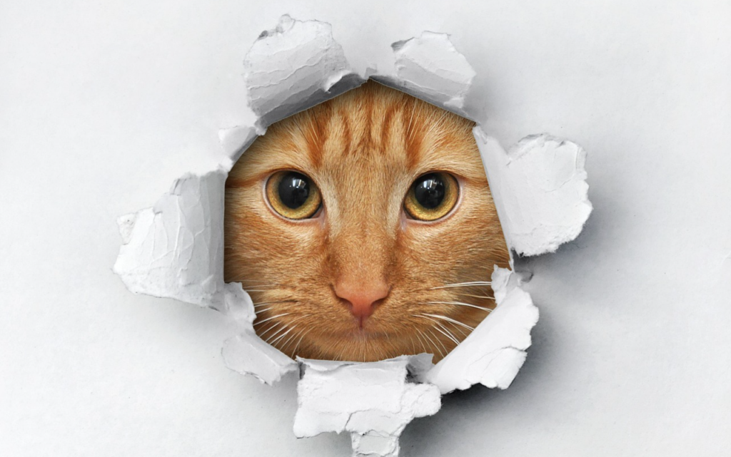 Funny Cat